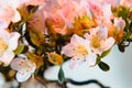 Close up shot of pink flowers in bloom on a bonsai tree Royalty Free Stock Photo