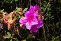 Close up shot of a pink four o`clock family flower