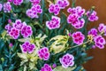 Close up shot of pink garden carnation flowers Royalty Free Stock Photo