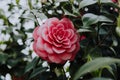 Close up shot of a pink Japanese Camellia flower with green leaves Royalty Free Stock Photo