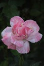 Close-up shot of a pink Japanese camellia flower on a soft blurry background Royalty Free Stock Photo
