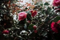 Close up shot of a pink Japanese rose blossom in the spring with a green background Royalty Free Stock Photo