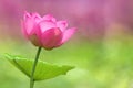 Close-Up shot of pink lotus flower in bloom