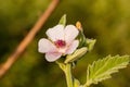 Close-up shot of a pink Marsh mallow flower on a soft blurry background Royalty Free Stock Photo