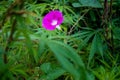A close up shot of pink morning glory, Ipomoea nil blooming in the forests of Uttarakhand, the northern state of India.valley of