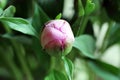 Close up shot of a pink peony buds.