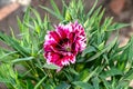 Close up shot of pink,red and white color mix dianthus flower with buds. Royalty Free Stock Photo