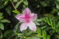 Close up shot of pink Rhododendron Simsii flower blossom in Bali, Indonesia. Spring flowers series, pink Azalea flowers.