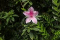 Close up shot of pink Rhododendron Simsii flower blossom in Bali, Indonesia. Spring flowers series, pink Azalea flowers.