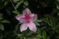 Close up shot of pink Rhododendron Simsii flower blossom in Bali, Indonesia. Spring flowers series, pink Azalea flowers.