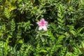 Close up shot of pink Rhododendron Simsii flower blossom in Bali, Indonesia. Spring flowers series, pink Azalea flowers.