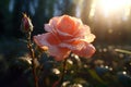 Close up shot of pink rose with delicate petals full of morning dew