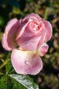 Close-up shot of a pink rose flower on a soft blurry background Royalty Free Stock Photo