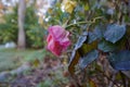 Close-up shot of a pink rose to fade