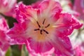 Close up shot of pink Tulip flower Royalty Free Stock Photo