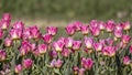 Pink Tulip flowers in Holland, Michigan. Royalty Free Stock Photo