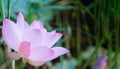 A close-up shot of a lotus flower with a green pond in the background. Royalty Free Stock Photo