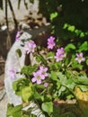 Close up shot of pink woodsorrel flowers in garden.