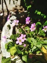 Close up shot of pink woodsorrel flowers in garden.