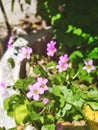 Close up shot of pink woodsorrel flowers in garden.