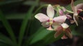 Close up shot of a pink , yellow and red mixed orchid flower with a blurred background Royalty Free Stock Photo