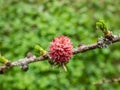 Close-up shot of the pink, young female cones of the Lubarski larch Larix x lubarskii emerging in early spring. Detailed macro Royalty Free Stock Photo