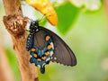 Close up shot of Pipevine swallowtail butterfly