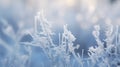 Frost-covered Plant Close-up Royalty Free Stock Photo