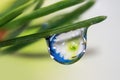 Close up shot of plant leaf with water droplet Royalty Free Stock Photo
