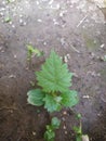 close up shot of plant leavs beginning of life young plant.