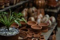 Close-up shot of a plant in a pot with pottery items in the background