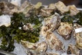 Fresh Oysters on Ice with Seaweed