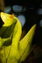 Close up shot of Platycerium in dramatic light and shadow with spider net , black background and bokeh Royalty Free Stock Photo