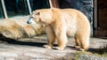 Close up shot of polar bear at zoo by the day Royalty Free Stock Photo