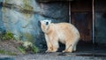 Close up shot of polar bear at zoo by the day Royalty Free Stock Photo