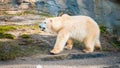 Close up shot of polar bear at zoo by the day Royalty Free Stock Photo