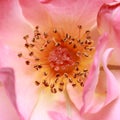 Close up shot of pollen in side the flower