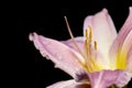 Close up shot of pink Lily flower Royalty Free Stock Photo