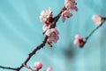 Close-up shot of pollination process of blossoming beatiful peach flowers performed by bees and bumble bees. Background out of