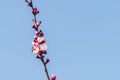 Close-up shot of pollination process of blossoming beatiful peach flowers performed by bees and bumble bees. Background out of