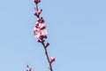 Close-up shot of pollination process of blossoming beatiful peach flowers performed by bees and bumble bees. Background out of