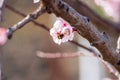 Close-up shot of pollination process of blossoming beatiful peach flowers performed by bees and bumble bees. Background out of