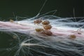 Polyrhachis dives ants feeding over the aphids Royalty Free Stock Photo