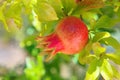 Close up shot of pomegranate ripening on a pomegranate-tree - Croatia, island Brac Royalty Free Stock Photo