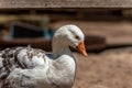 Close up shot of a goose