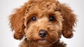 Close-up Shot Of Poodle Breed Puppy With White Background