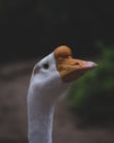 close up shot portrait white goose with orange beak Royalty Free Stock Photo