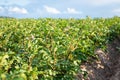 Close up shot of potato growing in agricultural field Royalty Free Stock Photo