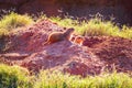 Close up shot of Prairie dog family Royalty Free Stock Photo