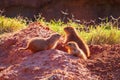 Close up shot of Prairie dog family Royalty Free Stock Photo